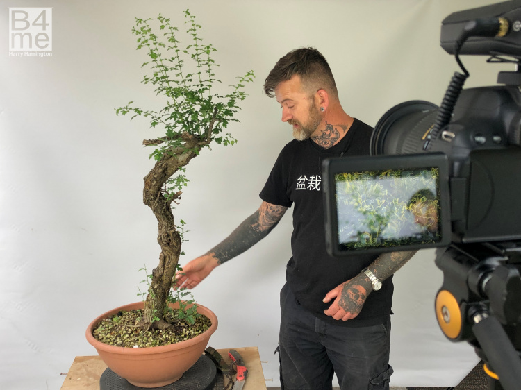 yamadori hawthorn bonsai